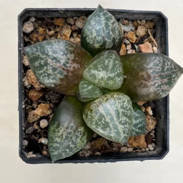 Haworthia 'AMAZONESS'