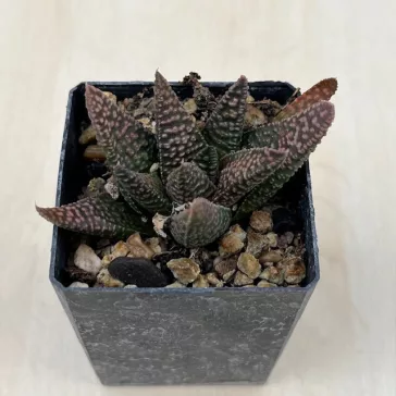 Haworthia 'Nagori Yuki-A'