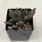 Haworthia 'Nagori Yuki-A'