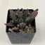 Haworthia 'Nagori Yuki-A'