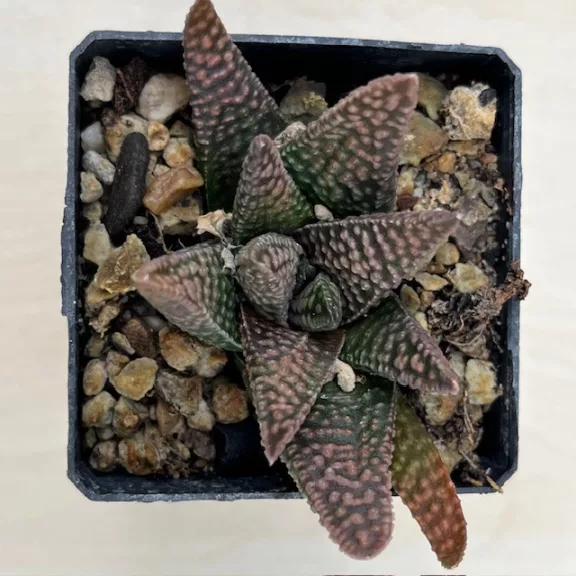 Haworthia 'Nagori Yuki-A'