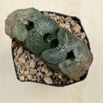 Haworthia truncata 'ATSUMORI'