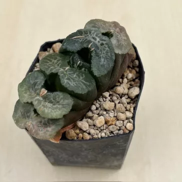 Haworthia truncata 'ATSUMORI'