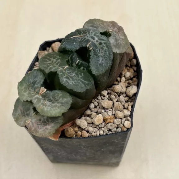Haworthia truncata 'ATSUMORI'