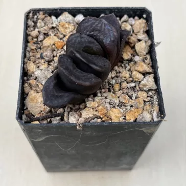 Haworthia splendens 'SISHIDEN'