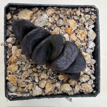 Haworthia splendens 'SISHIDEN'