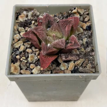Haworthia 'DRACULA' Gerhard Marx hybrid