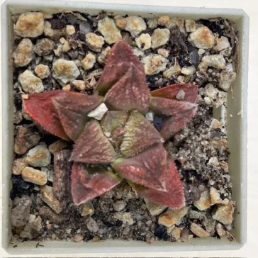 Haworthia 'DRACULA' Gerhard Marx hybrid