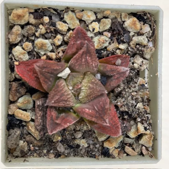 Haworthia 'DRACULA' Gerhard Marx hybrid