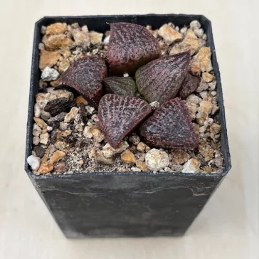 Haworthia splendens 'RED BLUE CRAB'