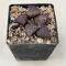 Haworthia splendens 'RED BLUE CRAB'