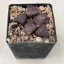 Haworthia splendens 'RED BLUE CRAB'