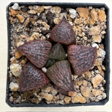 Haworthia splendens 'RED BLUE CRAB'