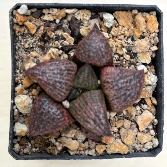 Haworthia splendens 'RED BLUE CRAB'