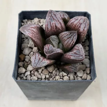 Haworthia 'SONATA'