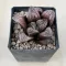 Haworthia 'SONATA'