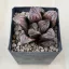Haworthia 'SONATA'