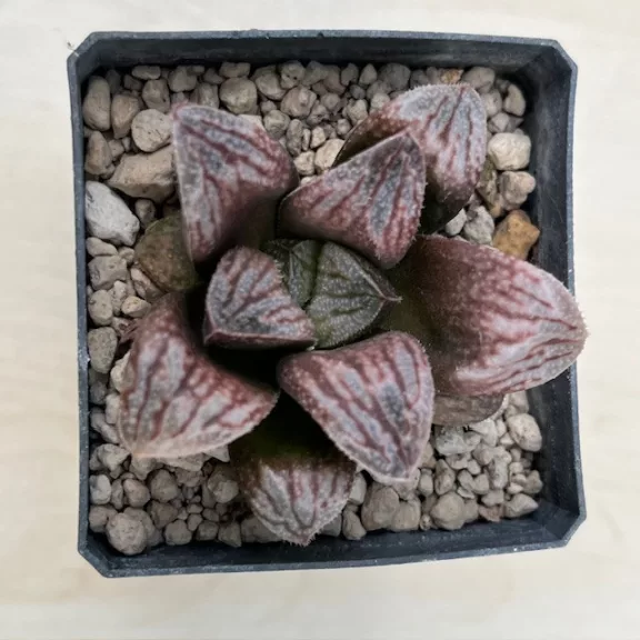 Haworthia 'SONATA'
