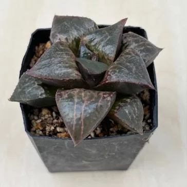 Haworthia badia 'SHUTENDOUJI'