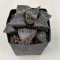 Haworthia badia 'SHUTENDOUJI'