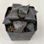 Haworthia badia 'SHUTENDOUJI'