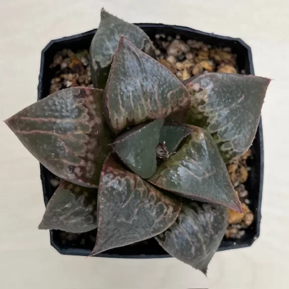 Haworthia badia 'SHUTENDOUJI'