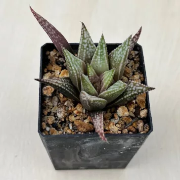 Haworthia 'ANGEL TEMPTATION'
