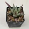 Haworthia 'ANGEL TEMPTATION'