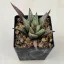 Haworthia 'ANGEL TEMPTATION'