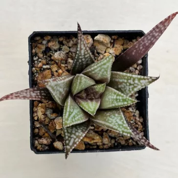 Haworthia 'ANGEL TEMPTATION'