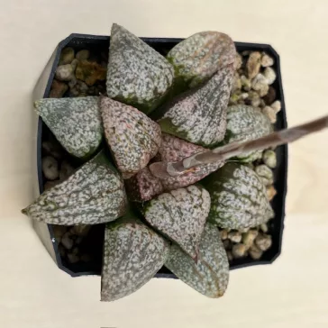 Haworthia picta 'HAKUSEN PINK'
