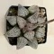 Haworthia picta 'HAKUSEN PINK'