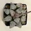 Haworthia picta 'HAKUSEN PINK'