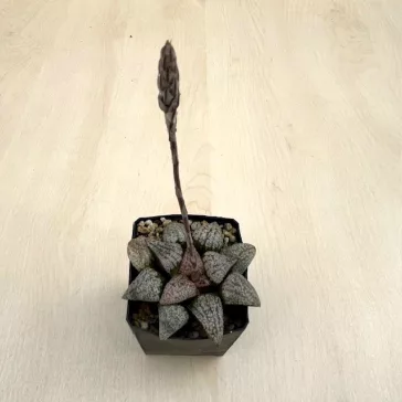 Haworthia picta 'HAKUSEN PINK'