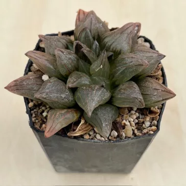 Haworthia atrofusca 'WATERMELON MUTANT'