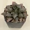 Haworthia atrofusca 'WATERMELON MUTANT'