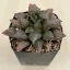 Haworthia atrofusca 'WATERMELON MUTANT'