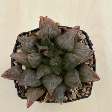 Haworthia atrofusca 'WATERMELON MUTANT'
