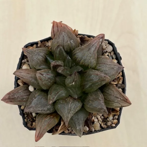 Haworthia atrofusca 'WATERMELON MUTANT'