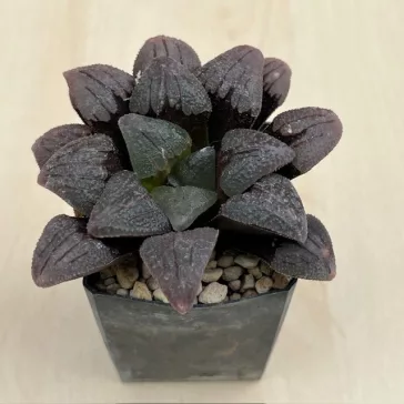 Haworthia badia 'PURPLE DREAM'