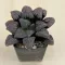 Haworthia badia 'PURPLE DREAM'