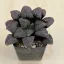 Haworthia badia 'PURPLE DREAM'