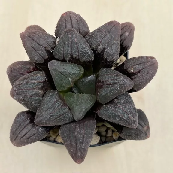 Haworthia badia 'PURPLE DREAM'
