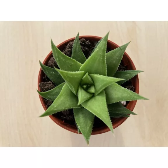Haworthia angustifolia var. baylissii Haworthia angustifolia var. baylissii