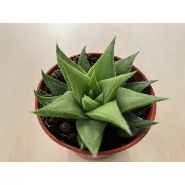 Haworthia angustifolia var. baylissii