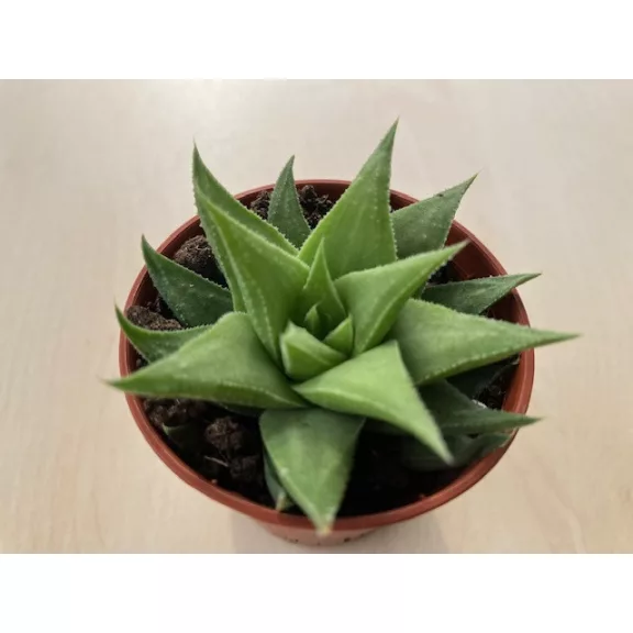 Haworthia angustifolia var. baylissii Haworthia angustifolia var. baylissii