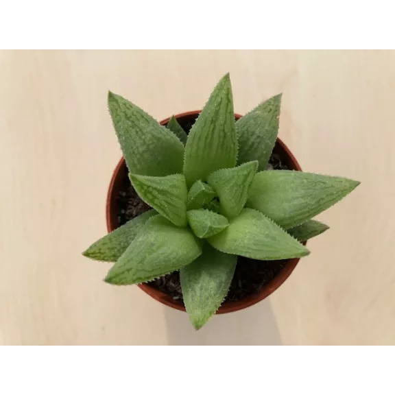 Haworthia decipiens var. minor Haworthia decipiens var. minor