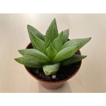 Haworthia decipiens var. minor