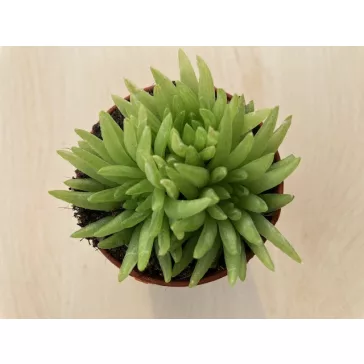 Haworthia kikuhigasa 