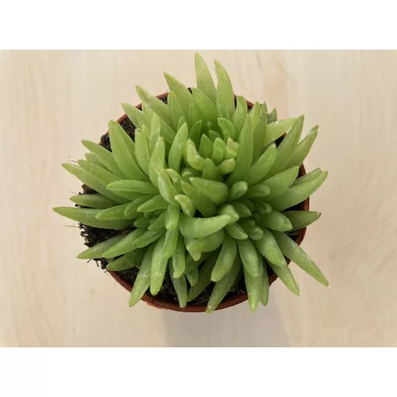 Haworthia kikuhigasa 
